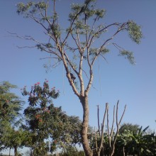 Ver mis fotos