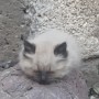 Pirata_, tengo 1 fotos!